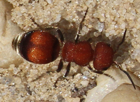 Pseudomethoca simillima